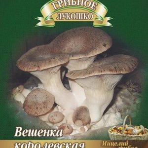 Вешенка Королевская