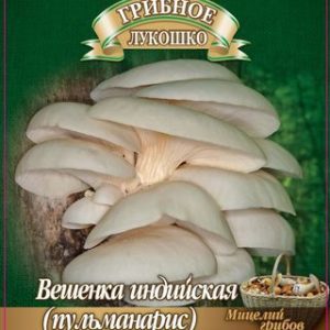 Вешенка индийская Пульмонарис
