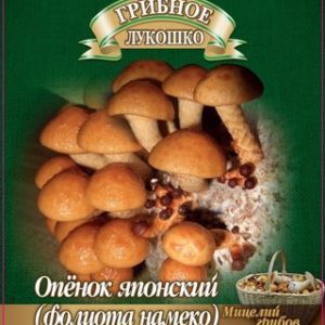 Опенок японский Фолиото намеко