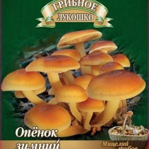 Опенок зимний на древесной