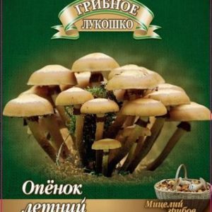 Опенок летний