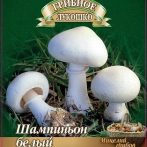 Шампиньон Белый