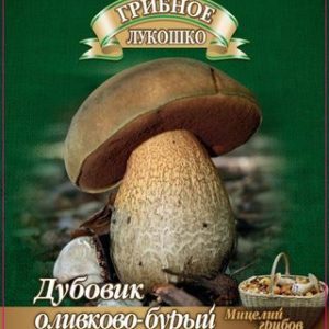 Дубовик оливково-бурый