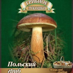 Польский гриб