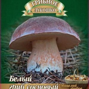 Белый гриб Сосновый
