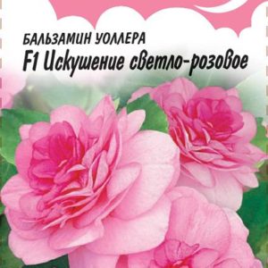 Бальзамин Искушение светло-розовое Уоллера F1 * 5 шт. Н12 серия Розовые сны