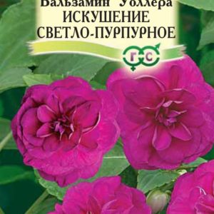 Бальзамин Уоллера Искушение светло-пурпурное * 5 шт. Н12