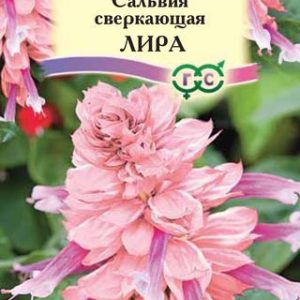 Сальвия Лира* 0,05 г Н12
