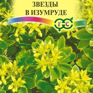 Седум Звезды в изумруде сельскианум * 0,01 г сер. Альпийская горка
