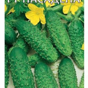 Огурец Пасадена F1 0,3 г корнишон (Голландия)Н12