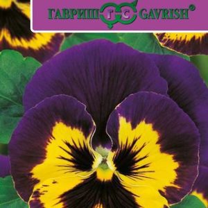 Виола Барон Пурпурный Виттрока F1 (Анютины глазки)* 5 шт. Саката Н12