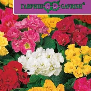 Примула Розанна F1 махровая смесь* 5 шт. Саката Н13