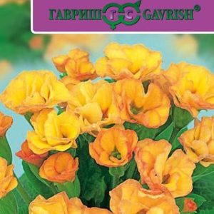 Примула Розанна абрикосовая F1 махровая* 5 шт.Саката Н13