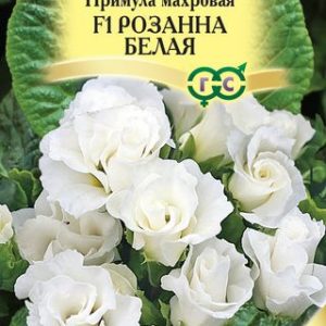 Примула Розанна белая F1 махровая* 5 шт. Саката Н13