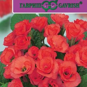 Примула Розанна красная F1 махровая * 5 шт. Саката Н13