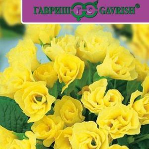 Примула Розанна желтая F1 махровая* 5 шт. Саката Н13