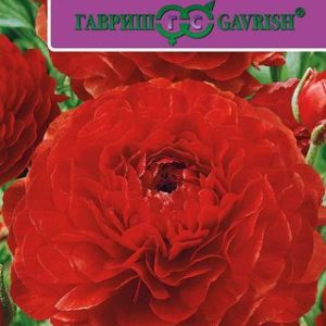 Ранункулюс Цветущая долина красная F1 3 шт. пробирка Саката Н12