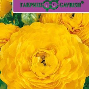 Ранункулюс Цветущая долина золотая F1 3 шт. пробирка Саката Н12