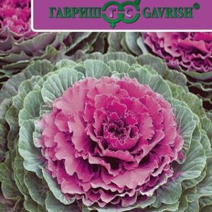 Капуста декоративная Осака красная F1* 7 шт. Саката Н12