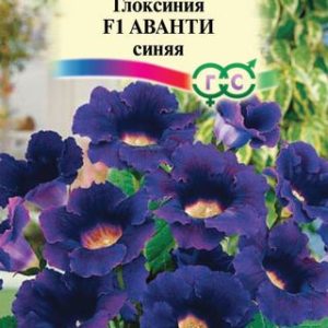 Глоксиния Аванти синяя F1гранул. 5 шт. пробирка Н12