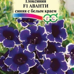 Глоксиния Аванти синяя с белым краем F1 гранул. 5 шт. пробирка Н12