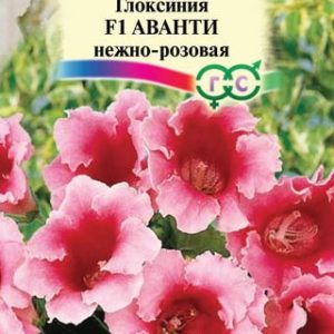 Глоксиния Аванти нежно-розовая F1гранул. 5 шт. пробирка Н12