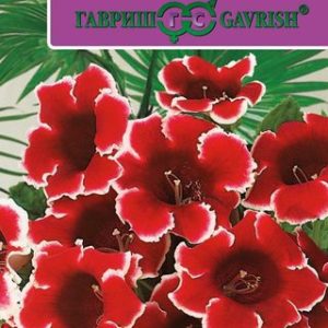 Глоксиния Аванти красная с белым краем F1гранул. 5 шт. пробирка Н12