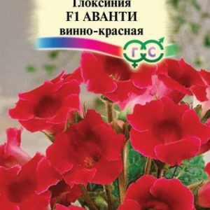 Глоксиния Аванти винно-красная F1 гранул. 5 шт. пробирка Н12