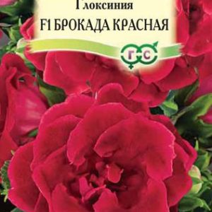 Глоксиния Брокада красная F1гранул. 5 шт. пробирка Н12