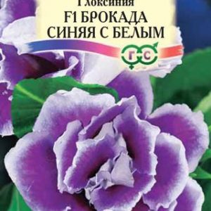 Глоксиния Брокада синяя с белым F1гранул. 5 шт. пробирка Н12