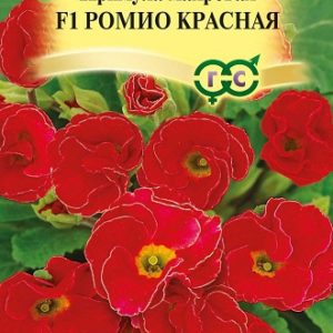 Примула Ромио красная F1 махровая* 3 шт. Н13