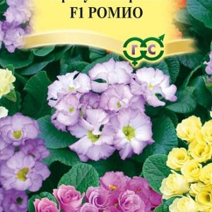 Примула Ромио F1 махровая* 3 шт. Н13