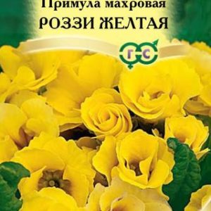 Примула Роззи желтая махровая* 3 шт. Н13