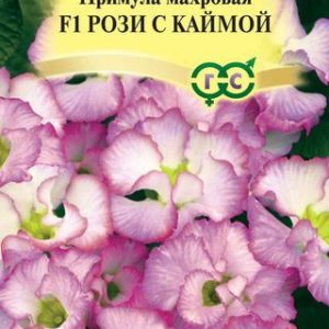 Примула Роззи с каймой махровая* 3шт. Н13