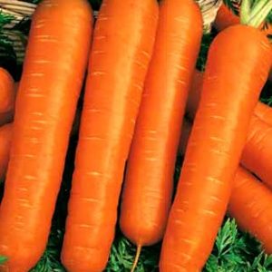 Морковь гранулир. Настена 300 шт. гель Н13