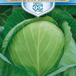 Капуста белокоч. Три богатыря 0,5 г для квашения сер. Русский богатырь