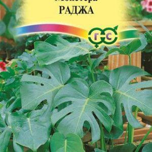 Монстера Раджа* 3 шт. Н14