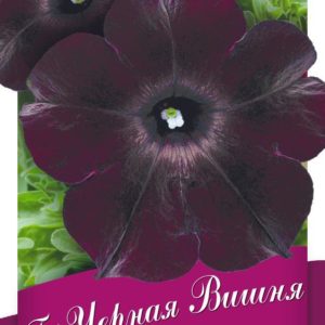 Петуния Черная вишня F1 многоцв. 5 шт. гранул. пробирка Н14
