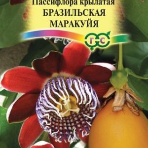 Пассифлора крылатая Бразильская маракуйя* 5 шт. Н13