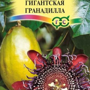 Пассифлора четырехгранная Гигантская гранадилла* 5 шт. Н14