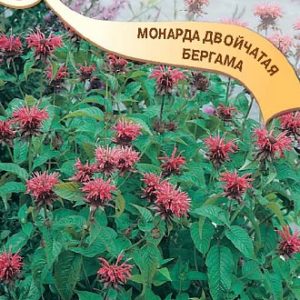 Монарда двойчатая Бергама* 0,05 г