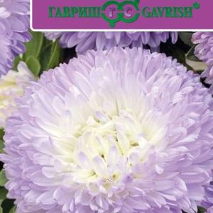 Астра Баллон серебристо-голубой* 0,1 г густомахровый сер. Русский богатырь