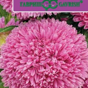 Астра Баллон розовый* 0,1 г густомахровый сер. Русский богатырь