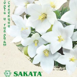 Платикодон Звезда белая F1, крупноцвет. 5 шт. Саката Н19