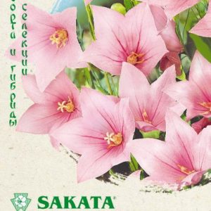 Платикодон Звезда розовая F1, крупноцвет. 5 шт. Саката Н19