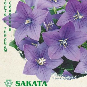Платикодон Звезда голубая F1, крупноцвет. 5 шт. Саката Н19
