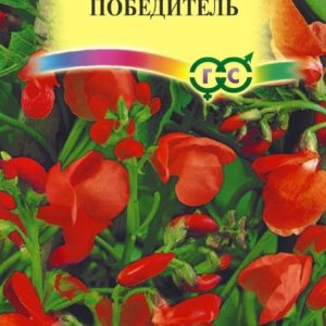 Фасоль декоративная Победитель 5 шт.