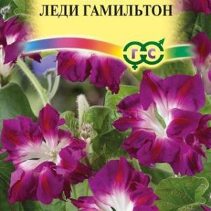 Ипомея Леди Гамильтон, махровая 0,3 г Н14