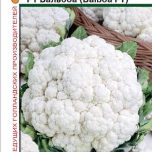 Капуста цветная Балбоа F1 10 шт.(Голландия) Н14