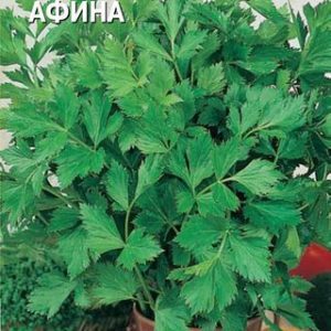 Сельдерей Афина листовой 0,1 (Голландия) Н14